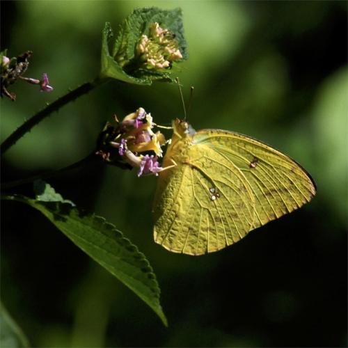 Catopsilia florella